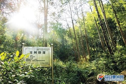 300棵！南昆山藏有古树群 属珍稀濒危国家三级保护植物