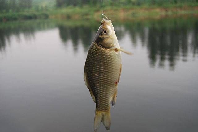  【鲶鱼】面饵也能轻松钓鲶鱼！鲶鱼都这么喜欢和钓鱼人开玩笑吗？