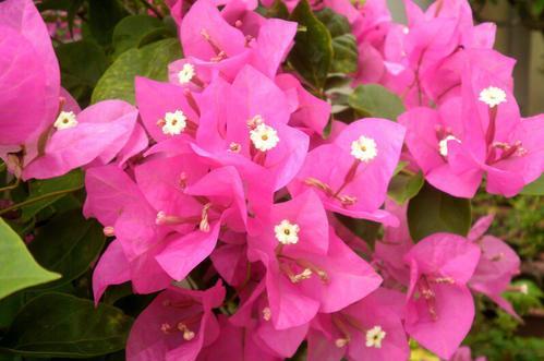 越养越@4种花,现在养一盆正当时,大气上档次,越养越喜欢