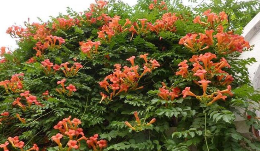  [院子]在院子种一棵凌霄花,1年爬满整个房子,花海一样