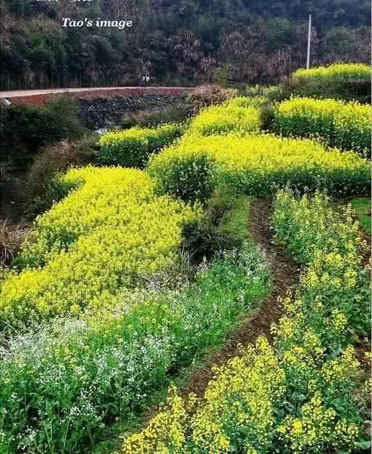  「养花」等我们年纪大了，回乡下，开辟院子，种菜养花