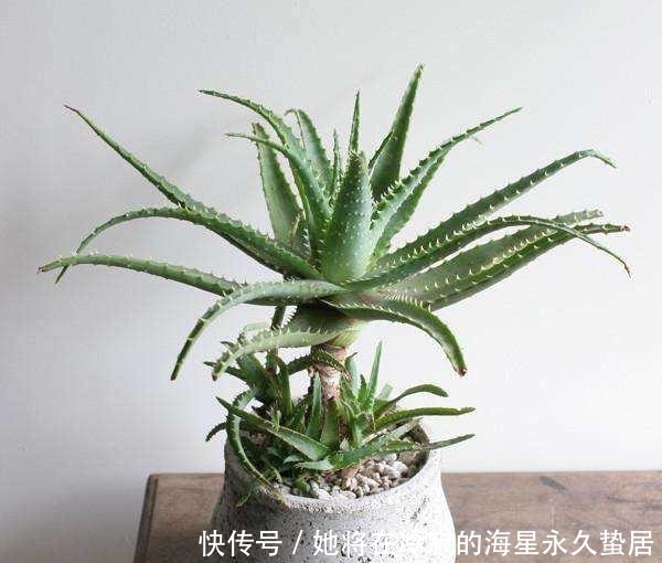「随便」芦荟优势多多,这五个品种随便养,容易成活用处多