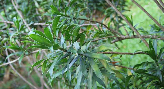 『龙血树』常见的几种龙血树属植物,特容易混淆,还容易被误以为是竹子