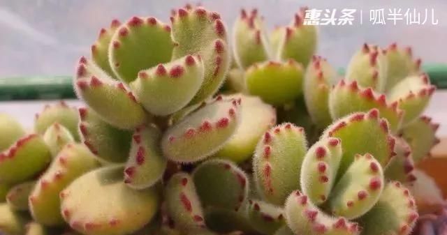 『白菜』多肉断水12天,绿白菜秒变红舞娘,想要上色就得...