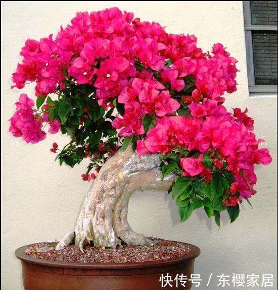  『漂亮』此花花色艳丽，花期长，开花量繁多，花朵形状美丽特别，漂亮美丽