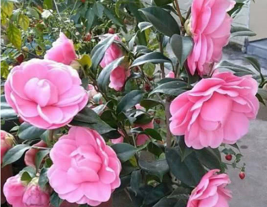  『花色』养茶花，1个小诀窍，花朵大、花色艳，年年开出好多花