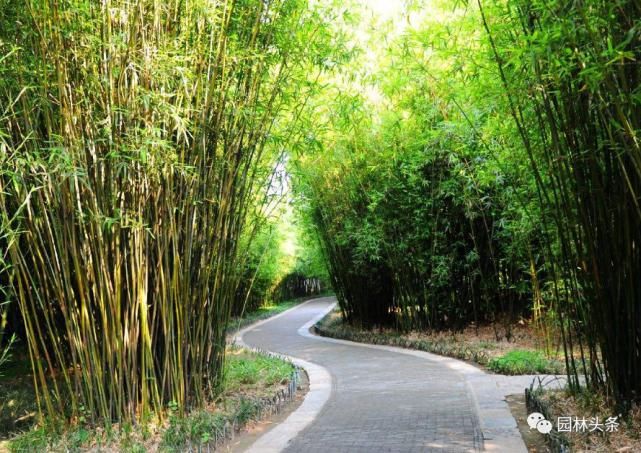 【棕榈科伞形】558种 · 园林植物配置大全