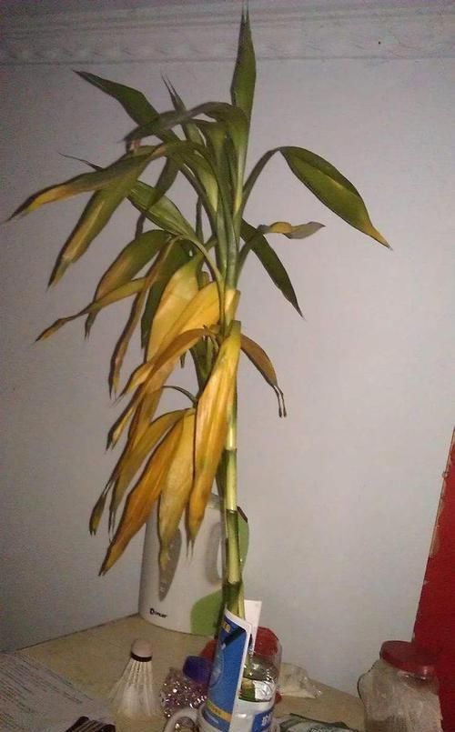  『爷爷』老花匠爷爷养了几十年的花，从来不黄叶，大家来学学