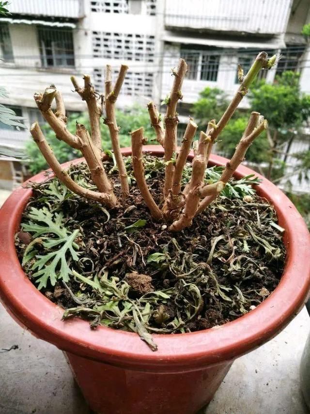  「照好的地方」3种花，开败后狠心剪个秃头，下次开花会更猛