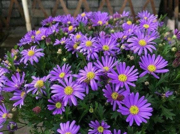  「长寿花」新手养花?就选这几种,平时少折腾,掌握精髓,养啥也爆盆