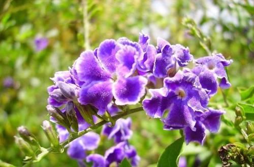  『生长良好』假连翘养好了，花朵、果子都很好看，越是修剪长得越好