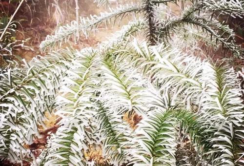 一大波美图正在向你袭来!鹰潭的雾凇让你一秒入仙境!