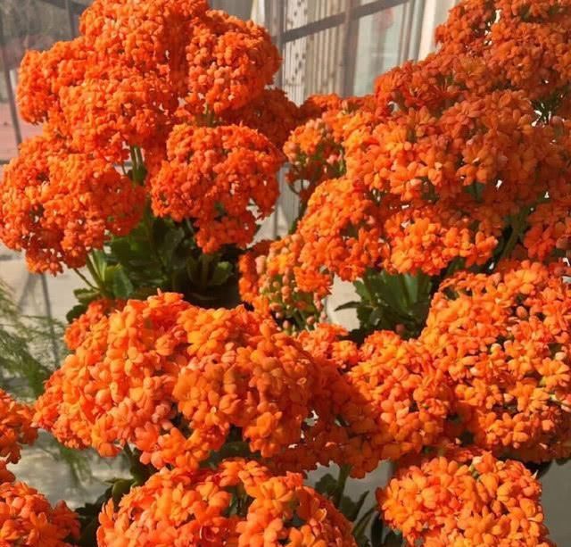  『剪掉』养长寿花用这两个小技巧，开花一团团，枝繁叶茂花儿多