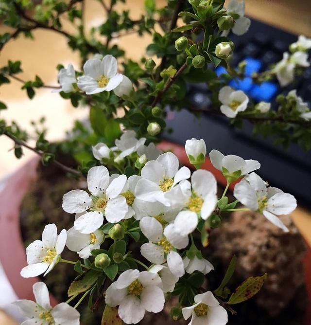  「植物」奇特植物之——喷雪花，繁花如白雪，耐寒耐热耐阴，南北方都在种