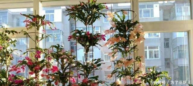 「仙人掌科」3种“便宜花”这样养一养,一年变“老桩”,开花千朵还“镇宅”