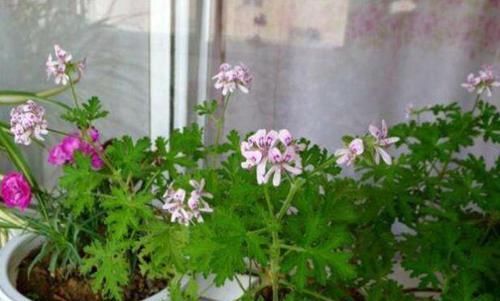  #喜欢#“蚊子”不喜欢的“3种花”，现在养一盆，正好驱蚊虫