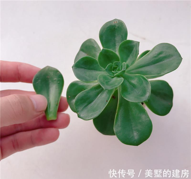  【折中】38度，多肉又绿又徒？用“折中”办法，拯救“逆挂区”多肉！