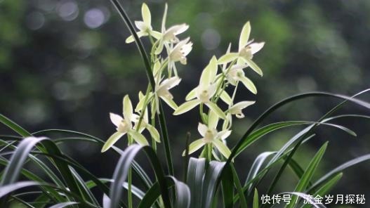『种花草』可以食用的9种花草,最好在卧室放一盆!不但好看还好吃