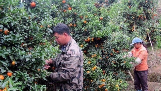  #收购#没成熟就采摘，果农也很无奈：商贩不那么早收购，谁会摘