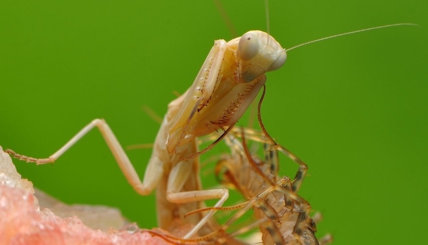 打虫药■你家里还能够看到这种虫子吗假如有，那么就要引起注意