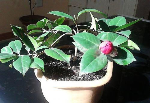  「盆栽」茶花盆栽做到这几点，只要坚持做到以上7点，花开爆盆！