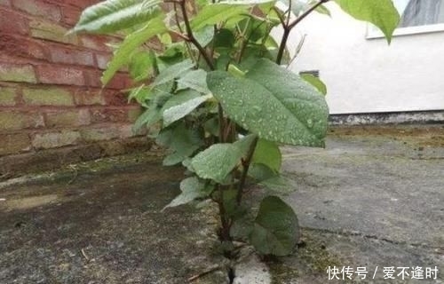  『撑破』墙上的1种“野草”，繁殖快，看到1棵“拔1棵”，根茎能撑破墙壁