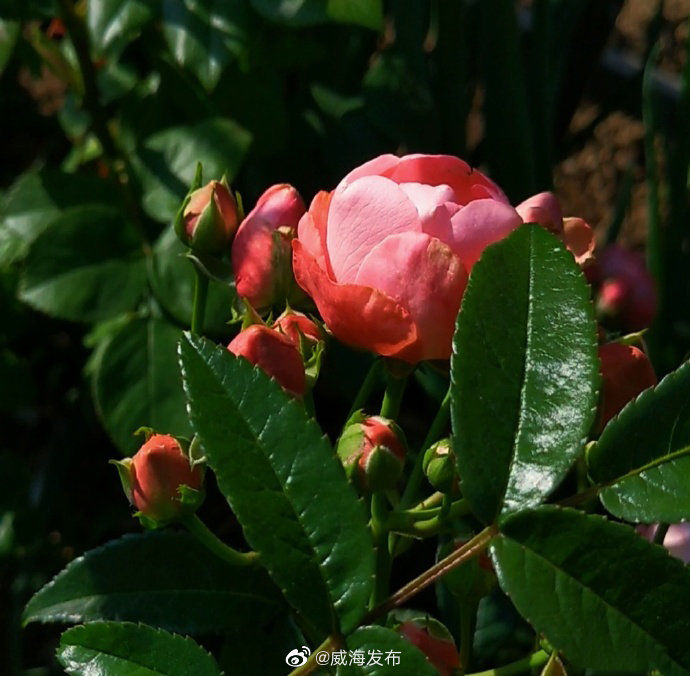 月季:#美丽威海#月季只应天上物,四时荣谢色常同