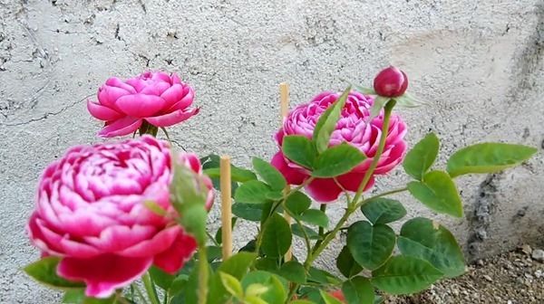  珍品：“珍品月季”玛丽玫瑰，花型优美，花色非常有特点，适合庭院栽培