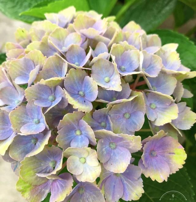 『技巧』谁说绣球花在花苞期不能给花苞喷水?掌握3个技巧,开花比碗大