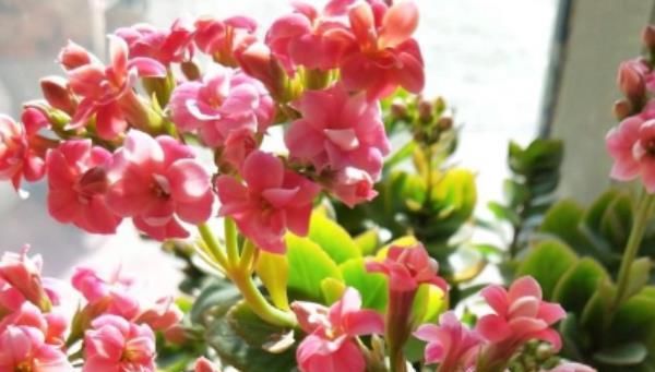 油绿@养花就养这几种，叶片油绿、发亮，十分喜庆，尤其最后一种！