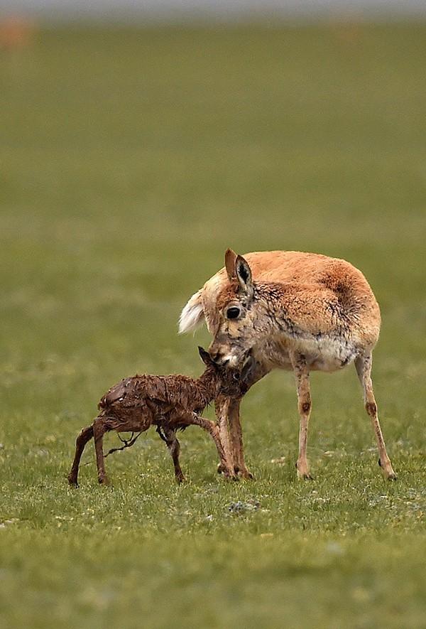 不靠吃枸杞壮阳,交配时间长达21天的动物