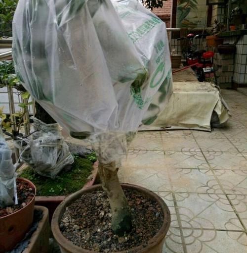  「技术员」买回来带花苞的茶花上盆前到底要不要洗根？技术员有话要说