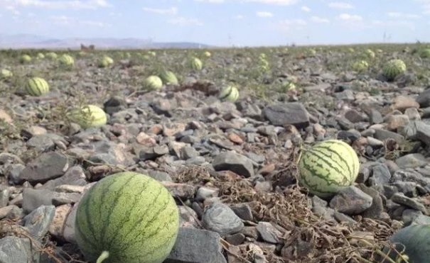 为什么说沙漠里的“玫瑰”可以捡，但“西瓜”千万不能碰？