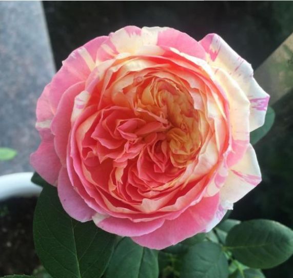  [季开花]这几种花：花朵大、颜色美，一养就上瘾，现在上盆正当时！