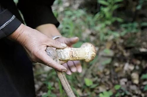  #独特的香味和#5年才能长成，在日本3万元一斤，认为它“以形补形”，真的吗？