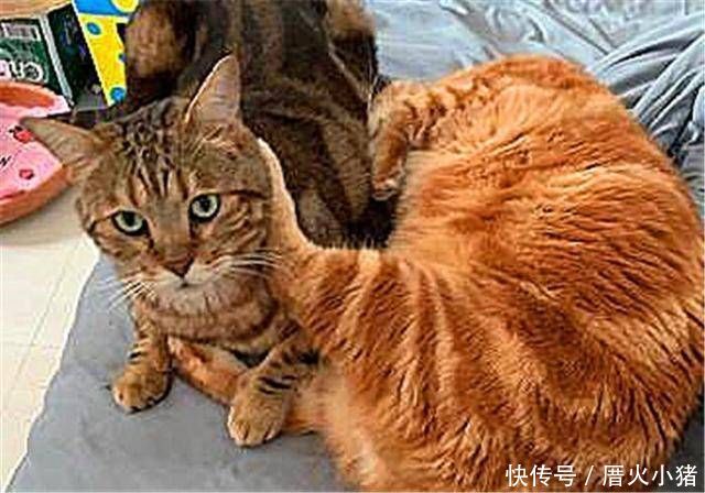 「花猫」橘猫将狸花猫当作猫脚架，狸花猫向铲屎官诉苦，铲屎官我也没辙