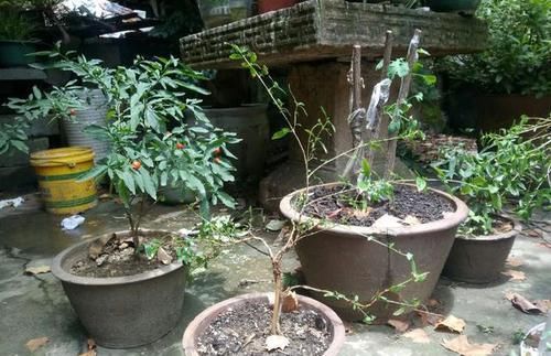 [植物]非常烂贱的植物，非常适合做小型盆景，养护简单易造型