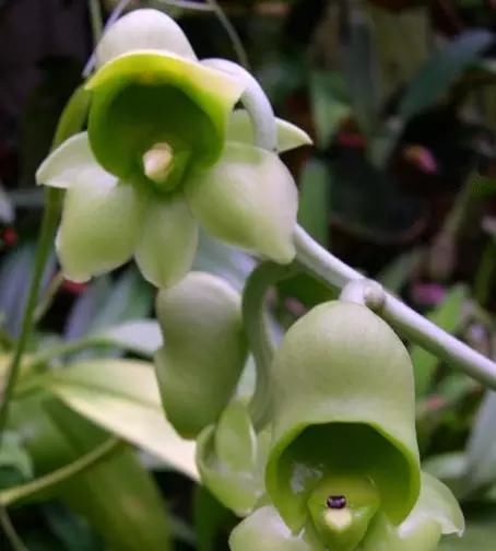  [朋友]100种珍稀兰花,你见过几种?美醉了!送给朋友们~