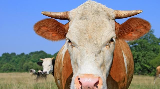  采食量：喂牛时注意5点，新手也能学会养牛