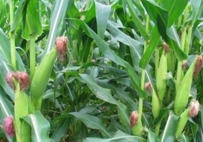 农民不种玉米，种植这种普通“中药材”，一年净赚几十万！