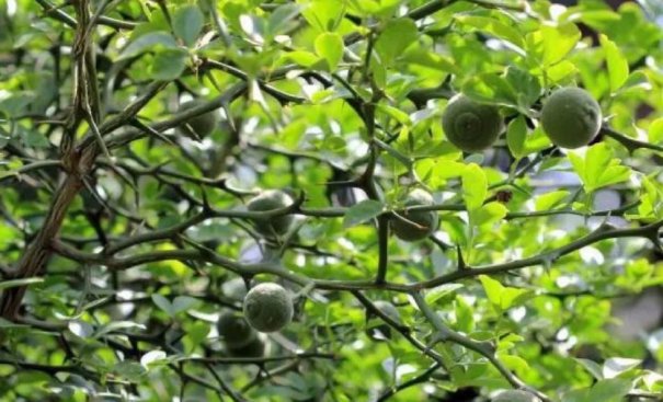  不知@农村一种树，浑身是刺，价值珍贵，却不知是名贵的“雀不站