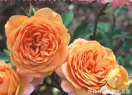  #妩媚#喜欢在家中养护很好，就养3种花卉，花色艳丽，漂亮妩媚，美丽