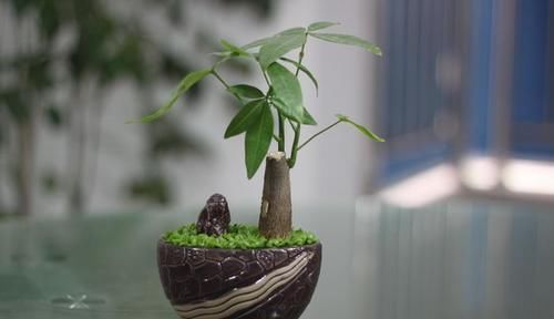  【种植】花卉种植技术：种植发财树如何浇水才正确，往哪浇水怎么浇水法？