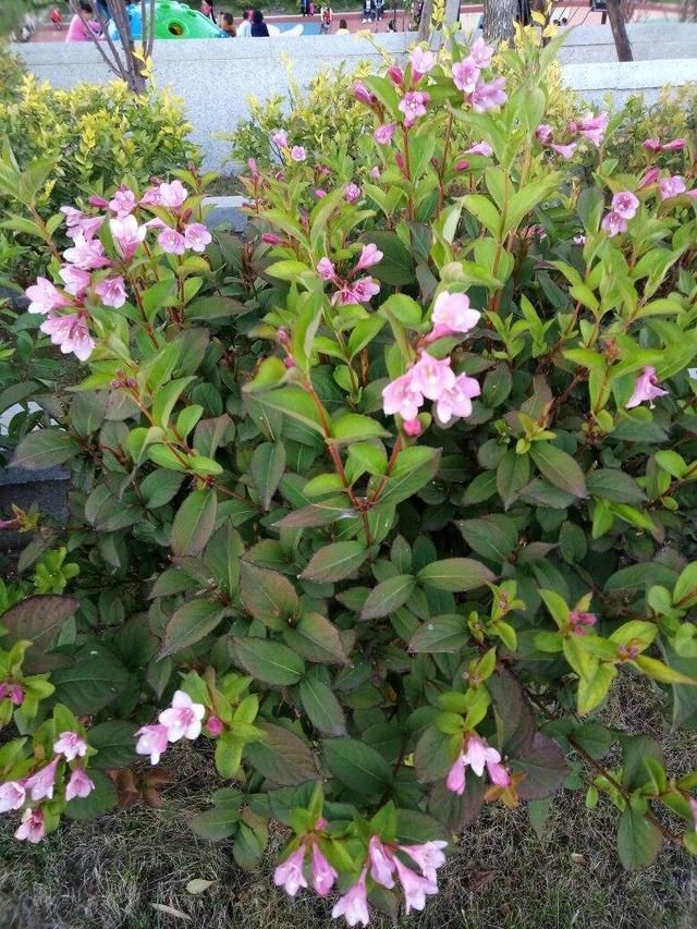 『最旺』锦带花正迎来最旺期，繁花似锦好圆满，看着就满满幸福！
