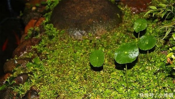  作用@农村山上这种草，叶片小作用大，是老农吃了30年的凉性草药