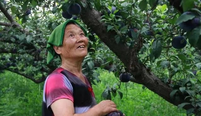 陕西多地黑布林“滞销”消息引发关注 记者深入产地调查发现……