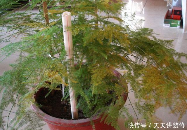  [暖气]几种花容易得“暖气病”，教你几招能救回来，绿油油的才好看
