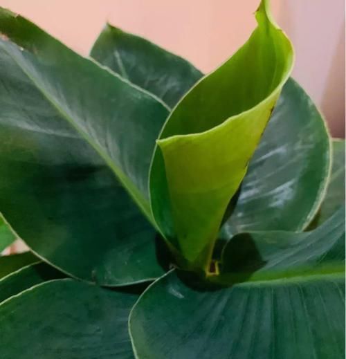  「抗冻」给花喂点抗冻肥，叶子又肥又绿，越长越有劲儿！