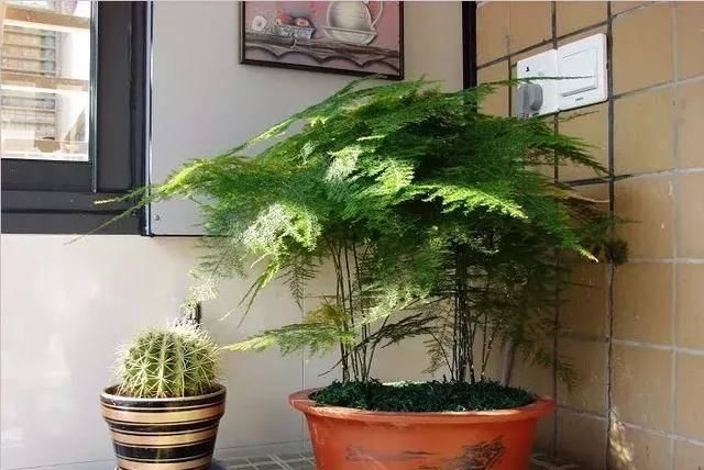  [长寿花]推荐十种最受欢迎的健康植物，家家都有养，你家肯定少不了！