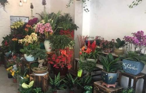  适合：这7种'花卉'，适合室内盆栽种植，美观又能净化空气，一举两得